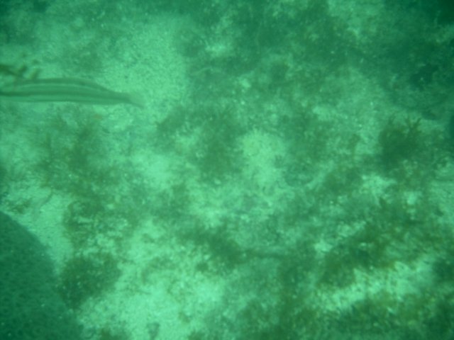 IMAG0008